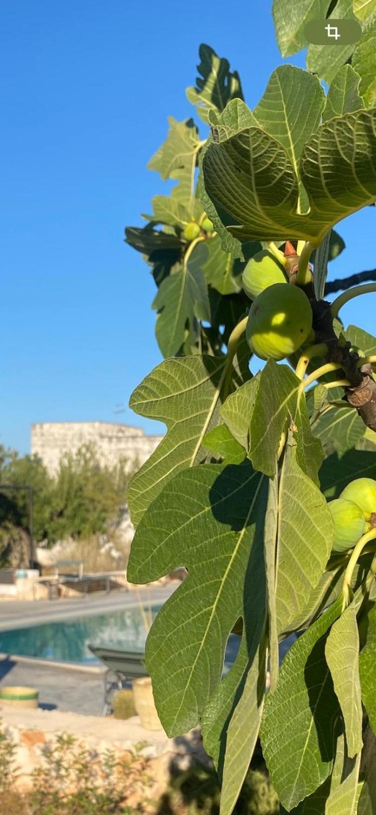 Masseria Serafino ออสตูนี ภายนอก รูปภาพ